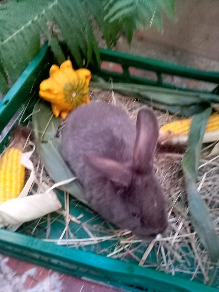 Wunderschöne Zwergkaninchen handzahm und zum verlieben . in Schmelz