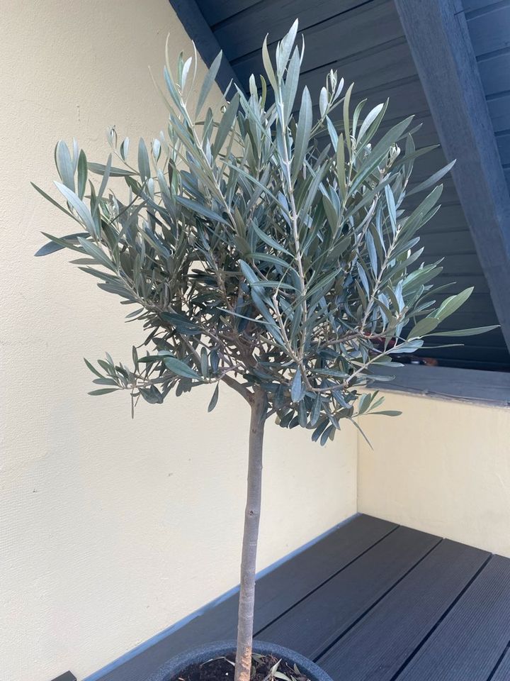 ✅NEU✅Olivenbaum Stamm Olive 80 - 100 cm Olea Europaea Baum 6 in Hamburg