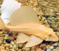 Hypostomus plecostomus Gold. Saarbrücken-Dudweiler - Dudweiler Vorschau