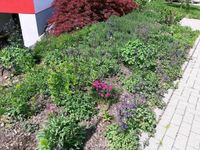 Beetpflanzen abzugeben: Grasnelke, Akelei, Lavendel, Mädchenauge Rheinland-Pfalz - Alpenrod Vorschau