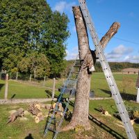 Walnussbaumholz Baden-Württemberg - Heidenheim an der Brenz Vorschau