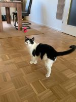 2 Hauskatzen schweren Herzens in gute Hände abzugeben Nürnberg (Mittelfr) - Südoststadt Vorschau