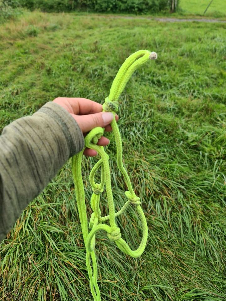 Knotenhalfter mit Bodenarbeitsseil in Grafschaft