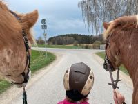 Offenstallplatz FREI für (Pony /Isländer) Bayern - Alling Vorschau