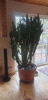 Kaktus an Liebhaber zu verkaufen Niedersachsen - Hatten Vorschau