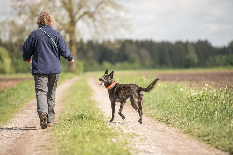 Suche einen Hund zum Gassi gehen spazieren laufen in Wuppertal