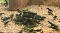 10* Neocaridina Green Jade Sakura Garnele Nordrhein-Westfalen - Herne Vorschau