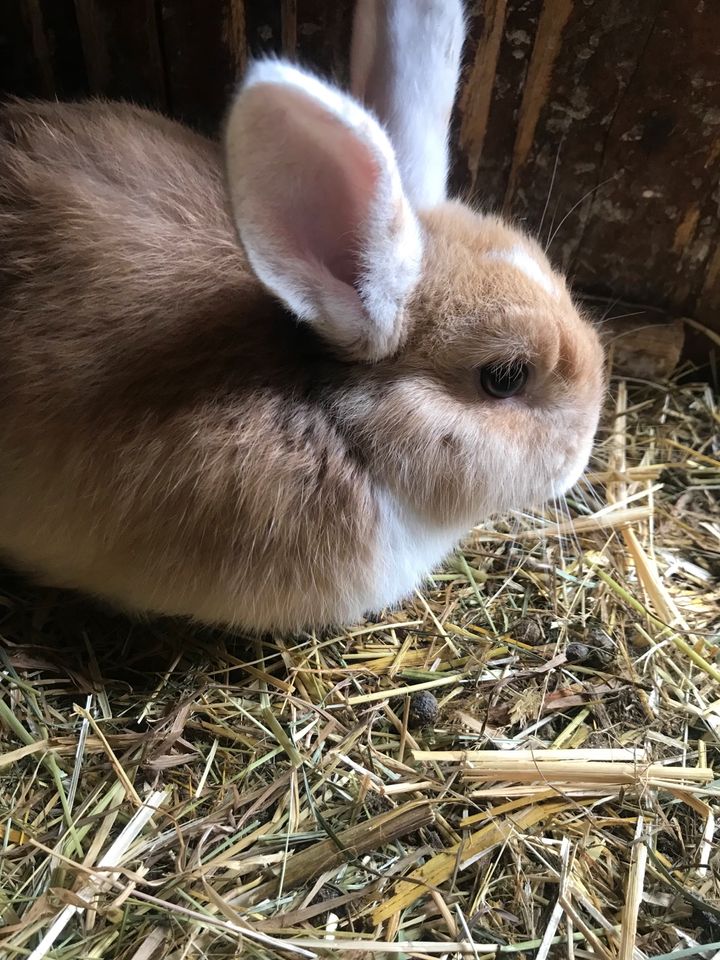 Schöne Kaninchen in Lauchheim