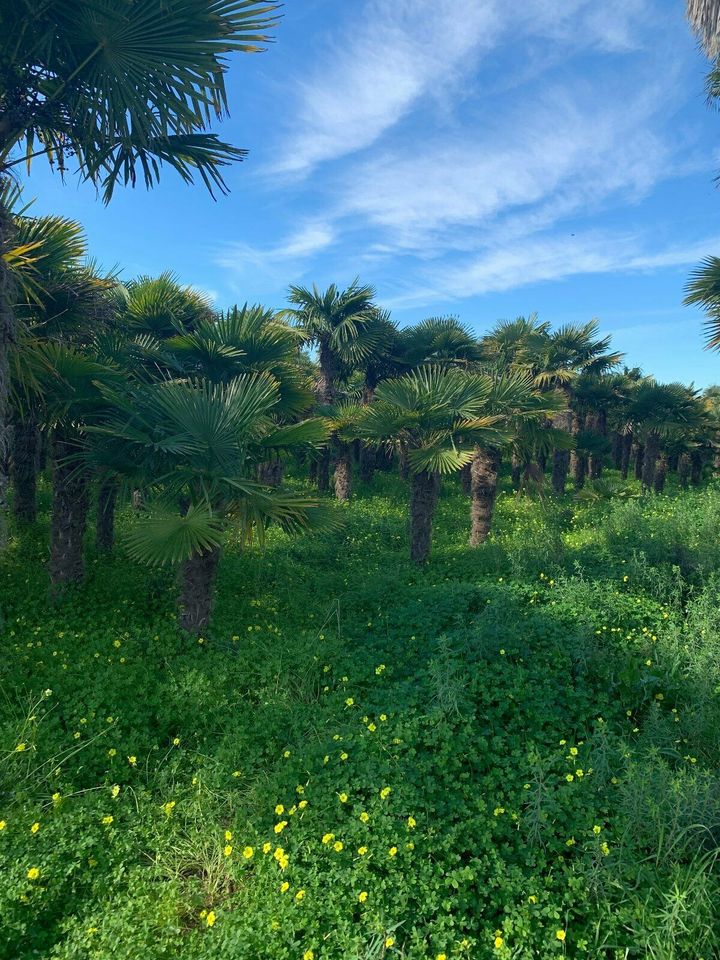 Hanfpalme Trachycarpus Fortunei ab 270cm Stamm in Recklinghausen