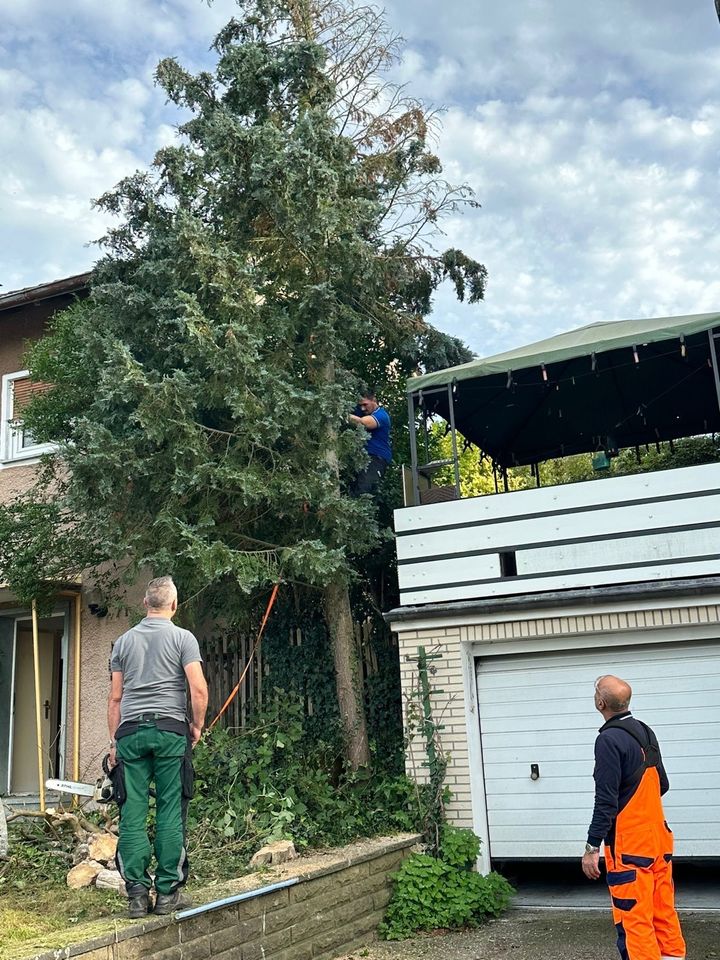 BÄUME FÄLLEN ENTWURZELN BAUMFÄLLUNG HECKENSCHNEIDEN in Porta Westfalica