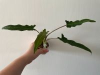 Alocasia Lauterbachiana Nordrhein-Westfalen - Mönchengladbach Vorschau