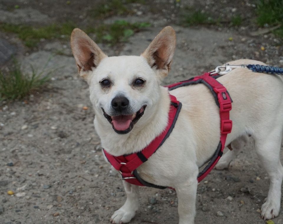 Smiley sucht sein eigenes Körbchen in Westoverledingen