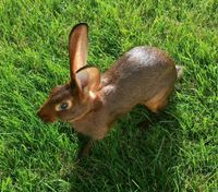 Hasenkaninchen Baden-Württemberg - Geislingen Vorschau