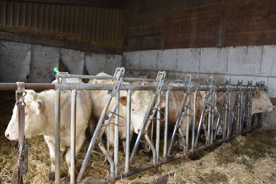 Resthof mit großen Stallungen und arrondiertem Weideland !!! BIO konformer Stall !! in Bad Berleburg