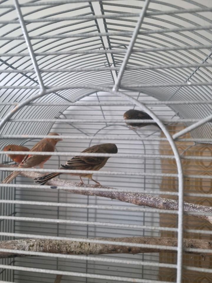 Vögel kanarie in Hadamar