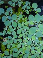 Schwimmpflanzen fürs aquarium Nordrhein-Westfalen - Hückelhoven Vorschau