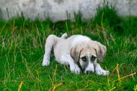 Achtung Hundebesitzer - Verdauungsprobleme beim Hund Bayern - Sankt Wolfgang Vorschau