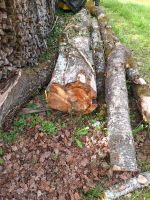 Wildkirsche, Kirschbaum, Kirschholz Baden-Württemberg - Waldshut-Tiengen Vorschau