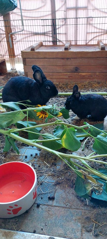 Kaninchen in Außen und Innenhaltung in Hanau