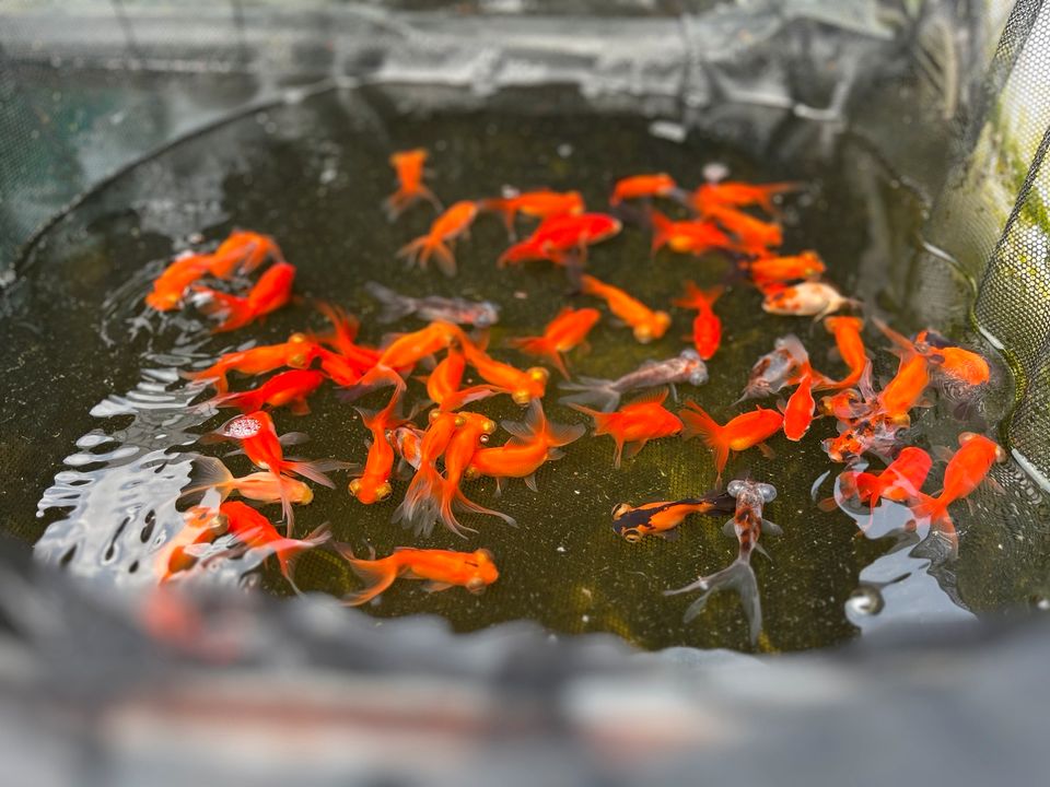 Chinesische Schleierschwanz Goldfische für Koi(s) & Gartenteich! in Willich