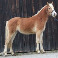Haflinger - Wallach - Freizeitpferd zu verkaufen Bayern - Ebermannsdorf Vorschau
