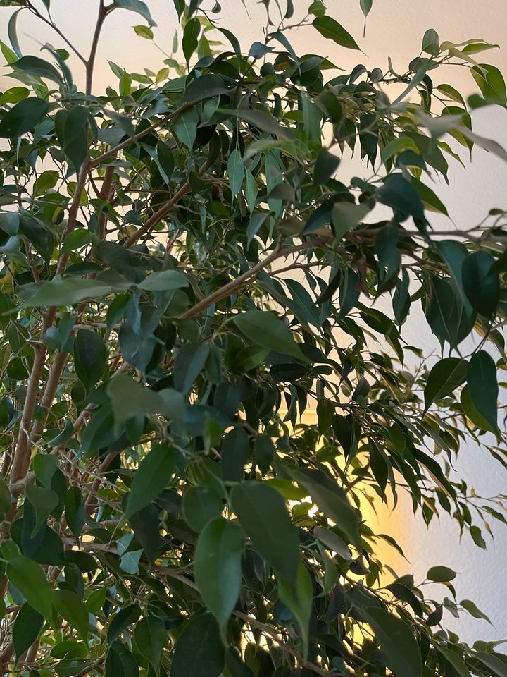 Ficus benjamina - Birkengfeige groß, dichtgewachsen und gesund in Künzelsau