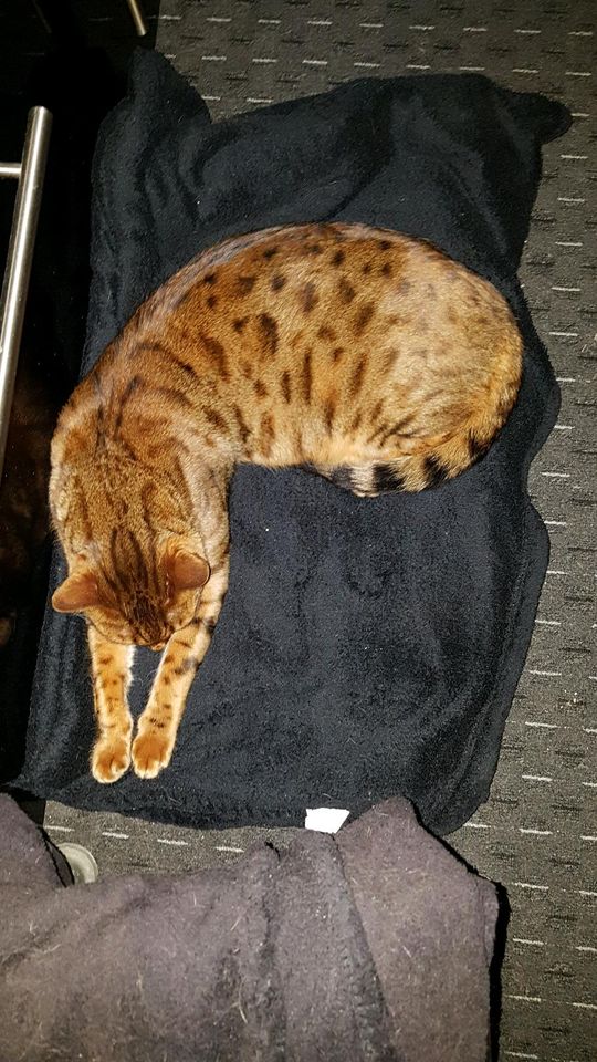 Bengal Kater/ Katze vermisst in Kiel