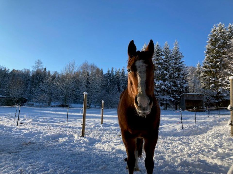 Im Stocktyp stehender, sensibler Quarter Horse Wallach in Zachenberg