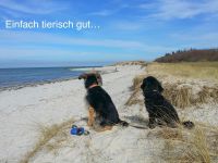 Ferienwohnung Urlaub mit Hund Ostsee Wendtorf Kieler Bucht ab Schleswig-Holstein - Wendtorf Vorschau