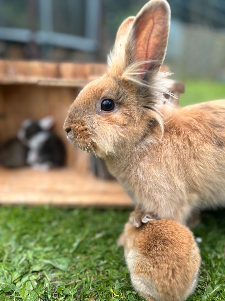 Kaninchenbabys abzugeben in Ziethen b. Ratzeburg