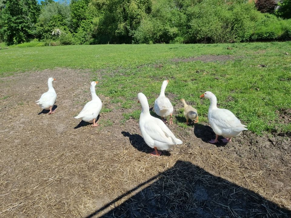 Emdener Gänsegruppe abzugeben in Emmendorf