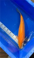 Japan Koi Karashi orange 48 cm Nordrhein-Westfalen - Brühl Vorschau