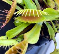'Paradiso' Dionaea muscipula Venusfliegenfalle Saarland - Sulzbach (Saar) Vorschau