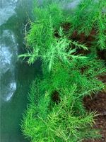 Asparagus setaceus - Zierspargel - Japanischer Farn Zimmerpflanze Köln - Marienburg Vorschau