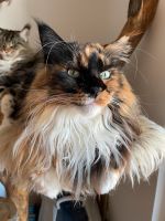 2 reinrassige Maine Coons suchen ein neues zu Hause Brandenburg - Hennigsdorf Vorschau