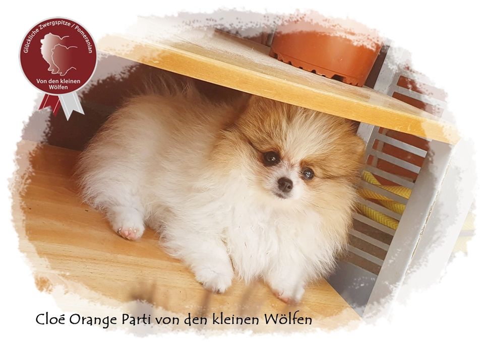 Zwergspitz Pomeranian Hündin, mit Ahnentafel in Tiddische