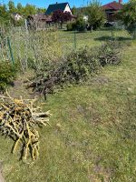 Brennholz zu verschenken Brandenburg - Königs Wusterhausen Vorschau