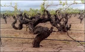 Suche Uralte Weinberge in den Kaiserstuhl in Breisach am Rhein  