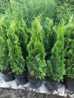 Thuja Smaragd 90-110 cm - Sichtschutz - Hecke - Thujen Thujas Baden-Württemberg - Obersulm Vorschau