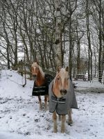 Einstellplatz Pony Thüringen - Heideland Vorschau