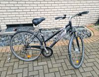 Damenfahrrad 28Zoll Nordrhein-Westfalen - Paderborn Vorschau