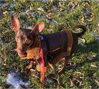 Hunde Welpen Lammfell Jacke gr S,M Berlin - Pankow Vorschau