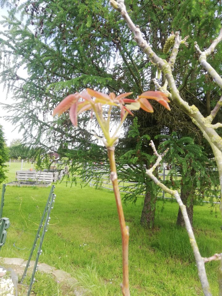 Walnußbaum ca. 2 Meter hoch in Bünde