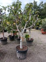 Winterharter Feigenbaum Ficus carica 2m mit XXL Stamm Nordrhein-Westfalen - Nordkirchen Vorschau