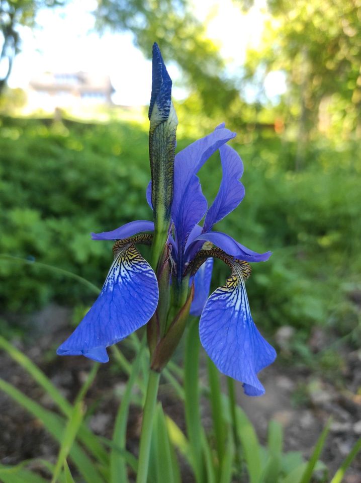 Schwertlilie, Iris in Auetal