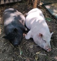 Minischweine  abzugeben Hessen - Mörfelden-Walldorf Vorschau