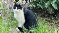 Vermisst Kater Goofy Bayern - Bad Endorf Vorschau