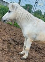 Beistell pony abzugeben Brandenburg - Eggersdorf Vorschau
