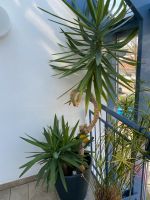 Yucca Palme Bayern - Neutraubling Vorschau