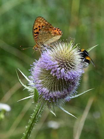 Wilde Karde(Dipsacus fullonum) in Süsel